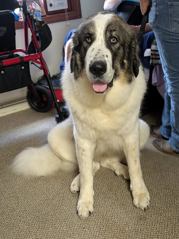 Therapy dog visit at Golden Years