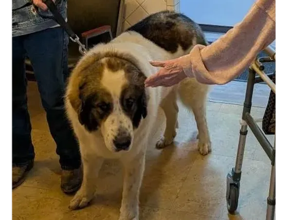Residents enjoying time with a therapy dog